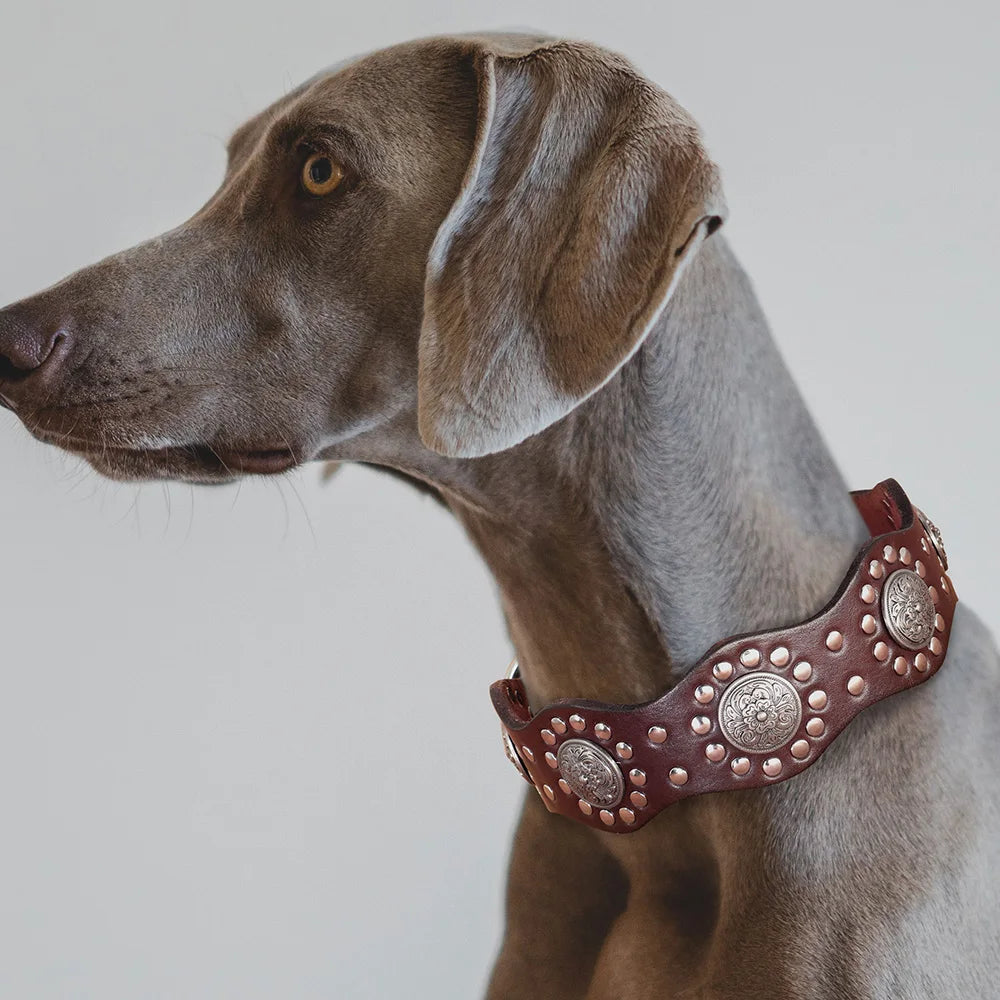 Cesar, collier en cuir véritable de qualité supérieure, large (5cm) et de caractère pour chien de taille moyenne et grande