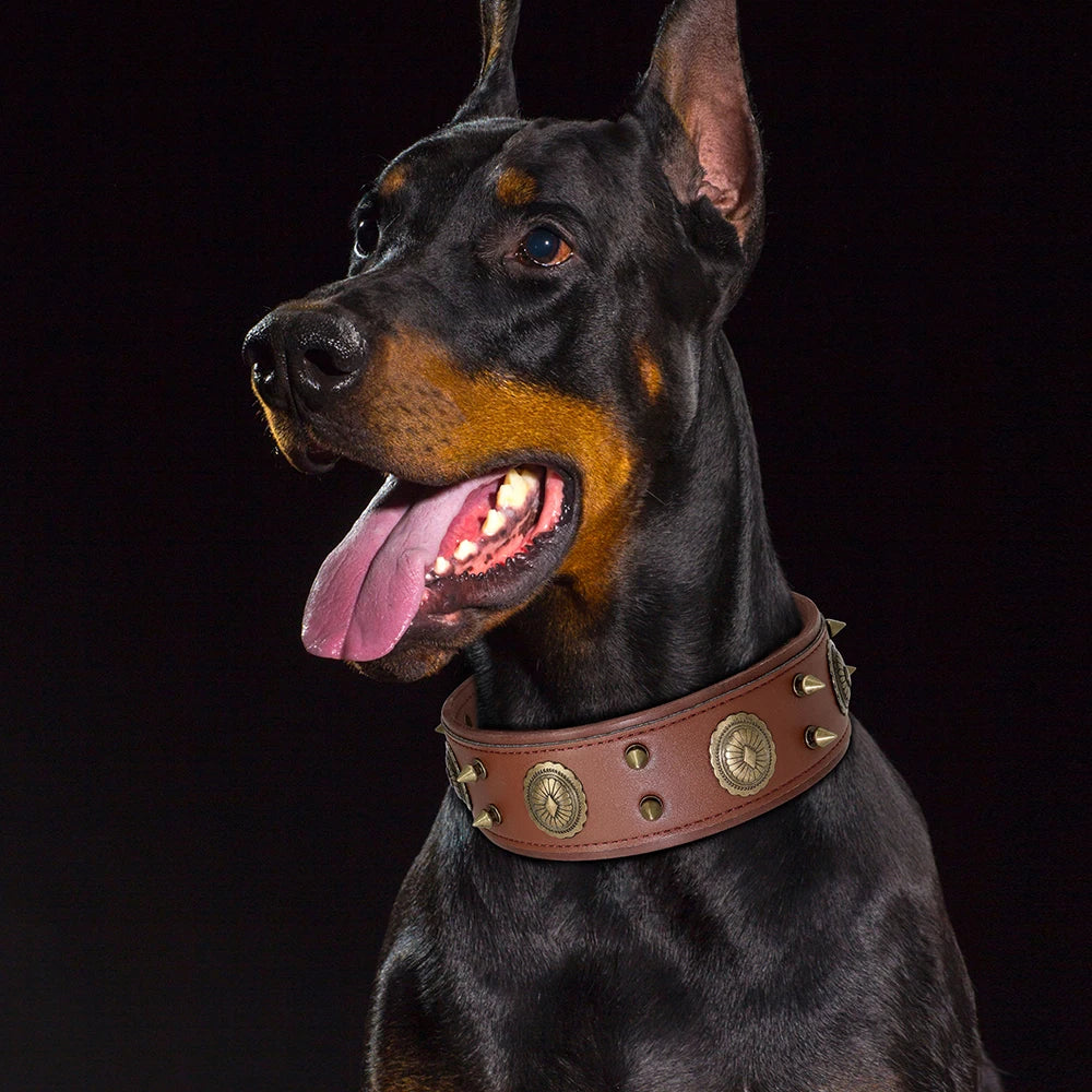 Cesar, collier en cuir véritable de qualité supérieure, large (5cm) et de caractère pour chien de taille moyenne et grande