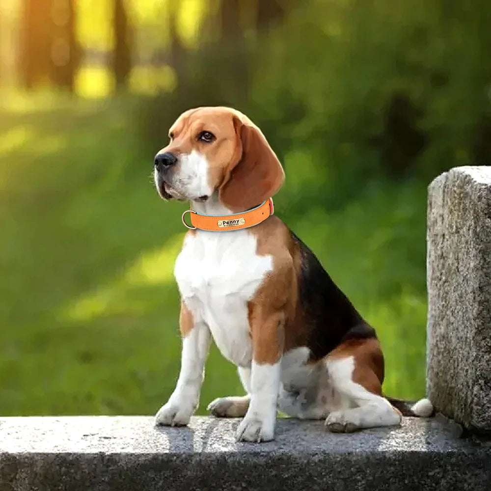Penny, collier en cuir PU rembourré , doublé du tissu souple, personnalisé avec la plaque d'identification pour chien de petite et moyenne taille.