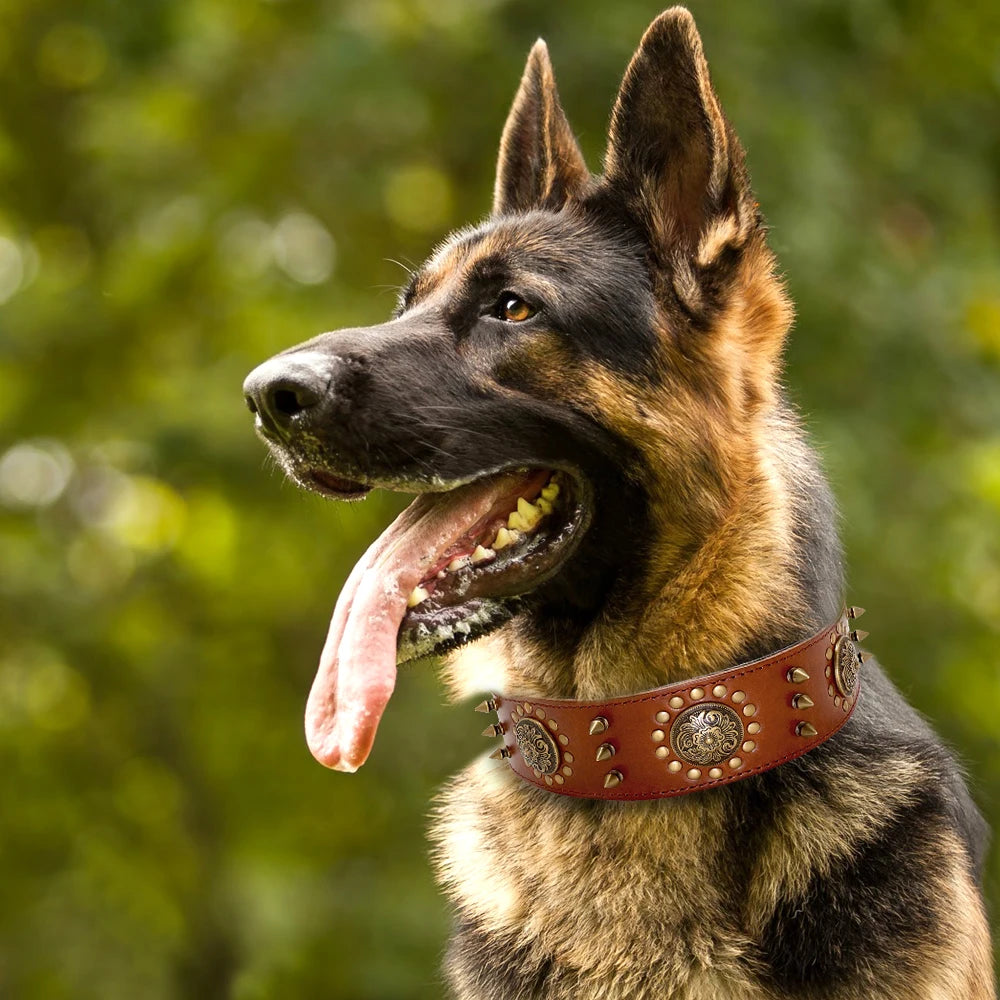 Cesar, collier en cuir véritable de qualité supérieure, large (5cm) et de caractère pour chien de taille moyenne et grande