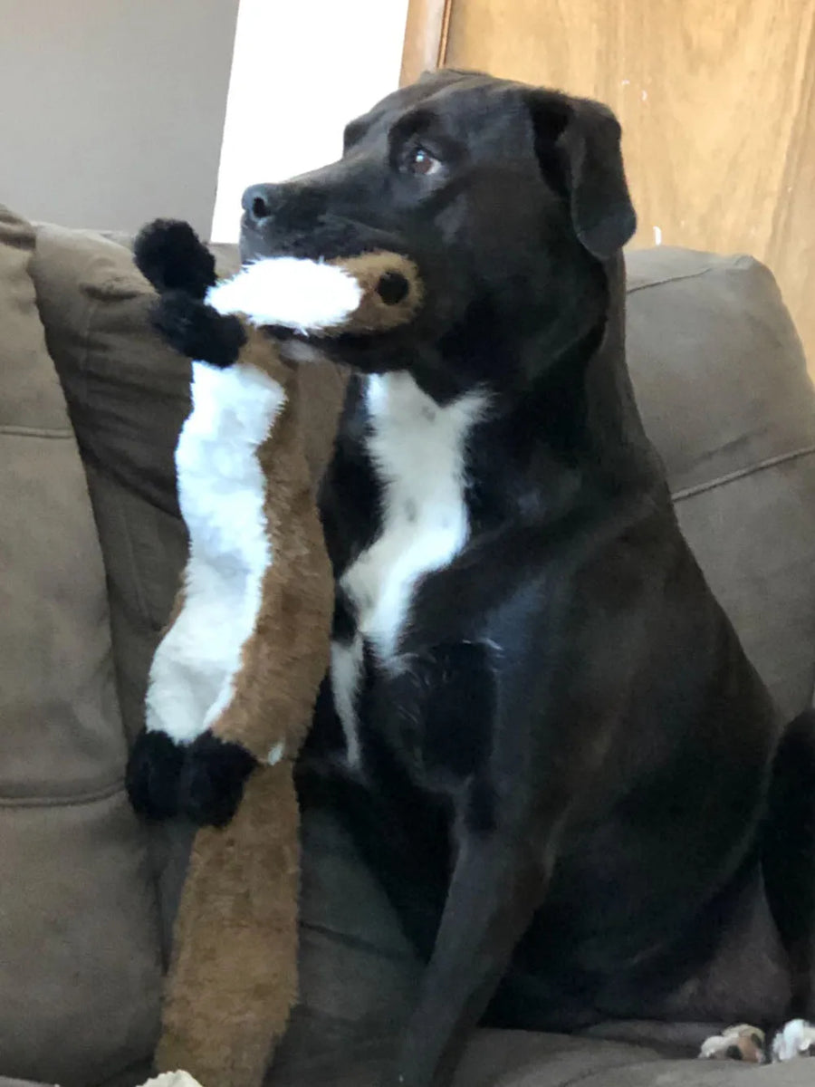 Jouet pour chien :  renard ou écureuil, sans rembourrage, avec couineur.