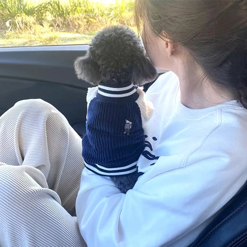 Teddy, blouson de baseball pour petit chien en velours côtelé. Trop mimi, il faut prendre une taille de plus pour que le chien soit confortable.